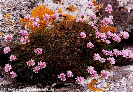 Seapinks - wachsen hier überall am Strand aus den Steinen