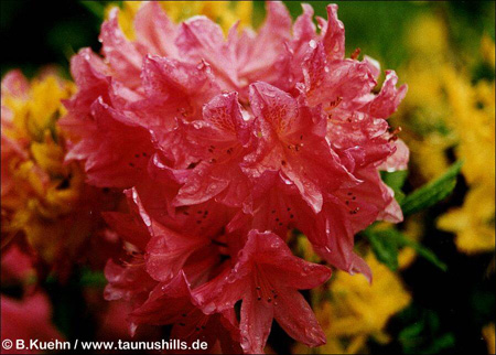 Rhododendron in Kilmarie Garden