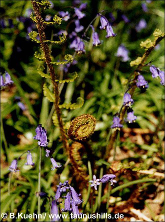 Scottish Bluebells inmitten jungen Farnblättern